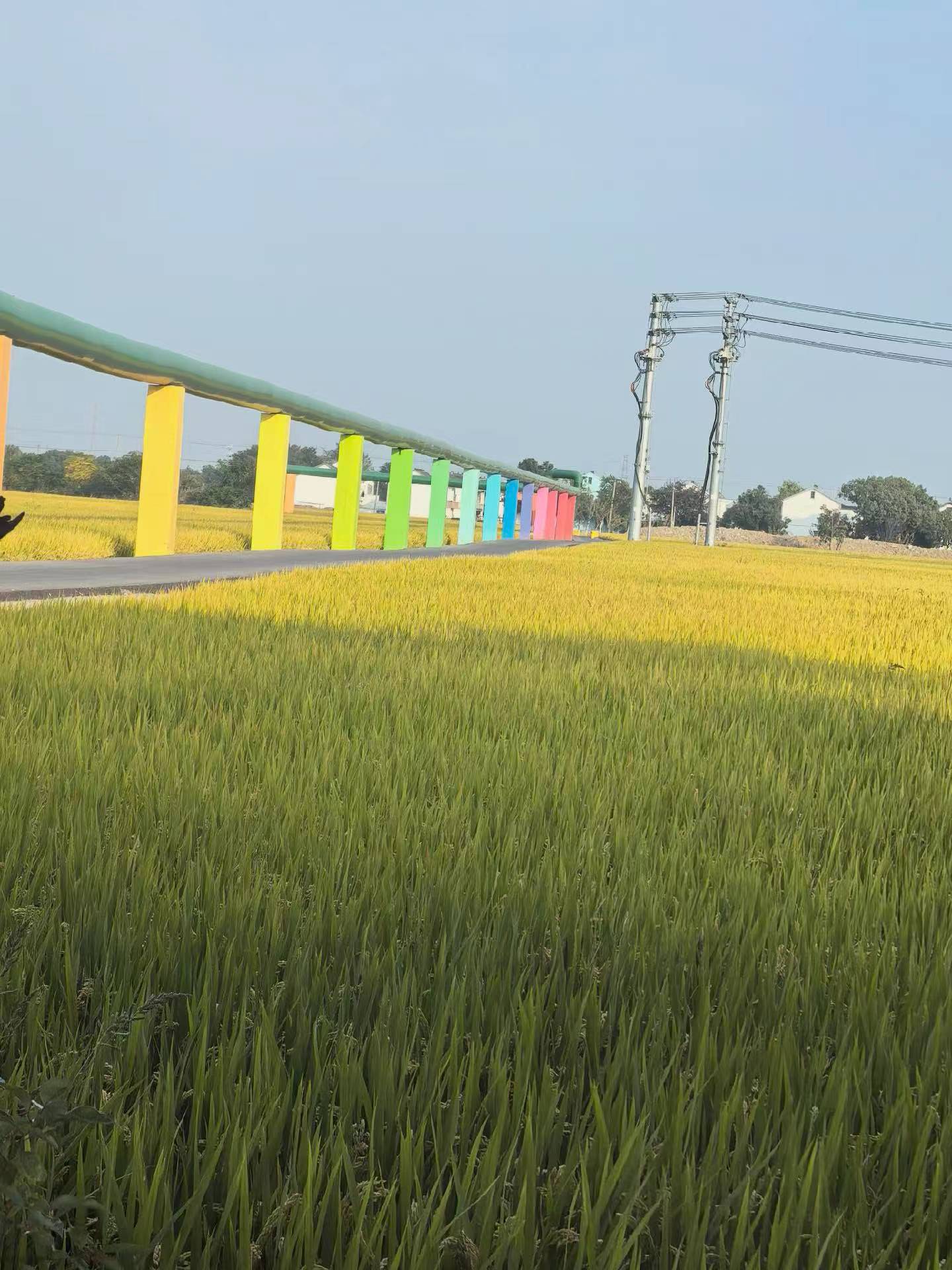 Autumn sweeps over this golden rice field